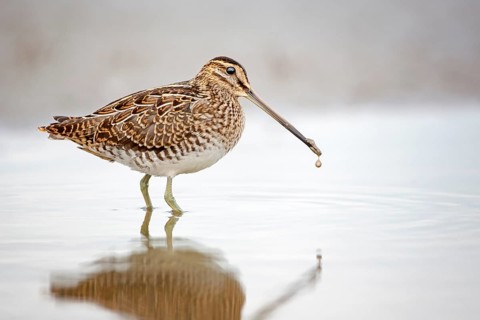 Common Snipe (Gallinago gallinago) foraging, Lake Neusiedl, Austria