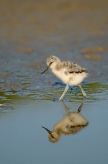 Saebelschnaebler (Recurvirostra avosetta), Avocet, Jungvogel bei der Nahrungssuche, mit Spiegelung,