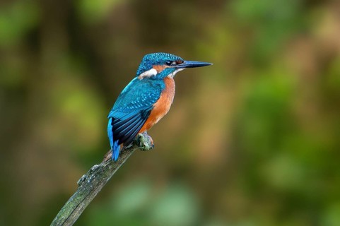 Common kingfisher (Alcedo atthis) juvenile, perched on branch over water of pond in summer