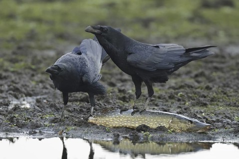Northern Raven (Corvus corax), Lower Saxony, Germany
