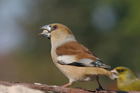 Hawfinch (Coccothraustes coccothraustes), Baden-Wuerttemberg, Germany