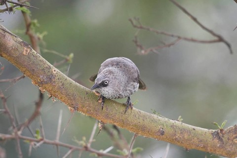 Black-lored Babbler (Turdoides sharpei), Lake Naivasha, Kenya