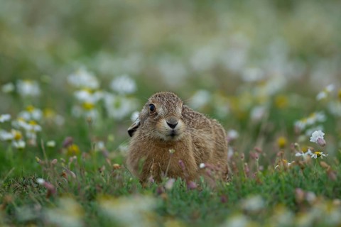 European brown hare (Lepus europaeus) juvenile leveret in a wildflower field, Suffolk, England,