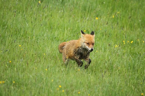 Red lynx (Vulpes vulpes) jumping through the meadow, Allgäu, Bavaria, Germany, Allgäu, Bavaria,