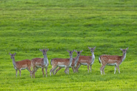 The small herd of fallow deer (Dama dama) is looking attentively towards the edge of the forest,