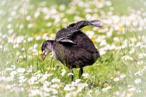 Eurasian Coot chick (Fulica atra) standing in meadow surrounded by daisies and blades of grass,