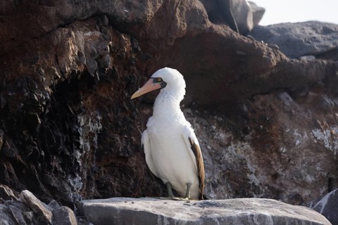 A serene Nazca booby stands gracefully on a rocky surface in the Galapagos Islands, showcasing its