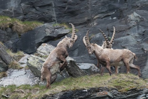 Steinböcke kämpfend in den hohen Tauern