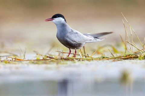 White-bearded Tern, White-bearded Tern, (Chlidonias hybridus), (Chlidonias hybrida), family of
