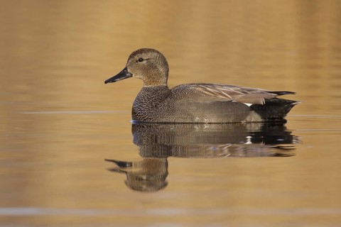 Gadwall (Mareca strepera) male, Utrecht, Netherlands