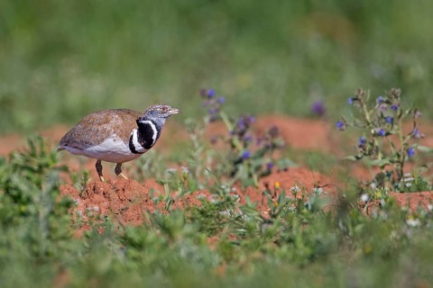 Little Bustard (Tetrax tetrax) male, Extremadura, Spain