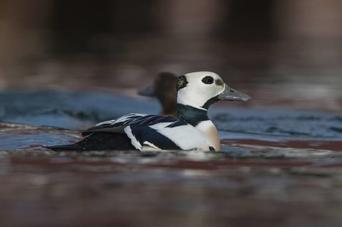 Steller's Eider (Polysticta stelleri), Varanger, Norway
