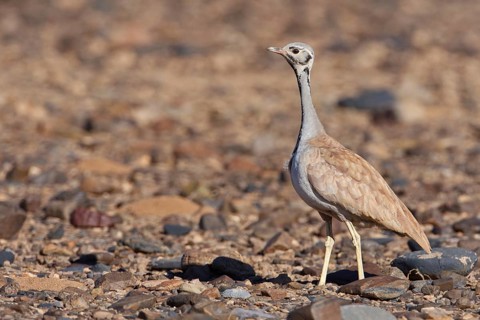 Rüppell's Korhaan (Eupodotis rueppelii), Hardap, Namibia
