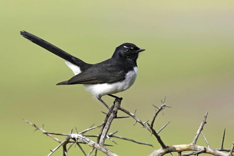 Willie Wagtail (Rhipidura leucophrys), Victoria, Australia