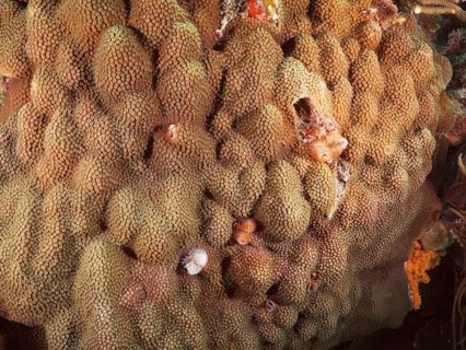 Structured coral formation of Mountain Star Coral (Orbicella faveolata) shows marine biodiversity