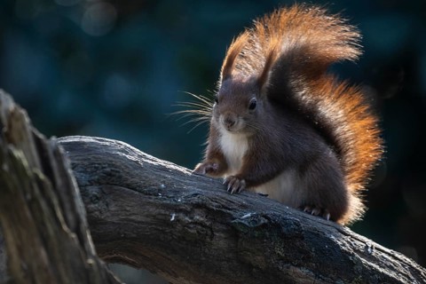 Squirrel (Sciurus vulgaris), Emsland, Lower Saxony, Germany