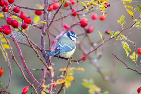 Blue tit (Parus caeruleus) Germany