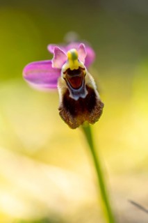 A stunning close up of a bee orchid, showcasing its vibrant petals and unique shape. The soft,