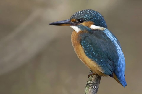 Common Kingfisher (Alcedo atthis) juvenile, Saxony-Anhalt, Germany