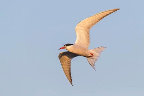 Flussseeschwalbe, Fluss-Seeschwalbe, Flußseeschwalbe, Common Tern, Sterna hirundo, Sterne