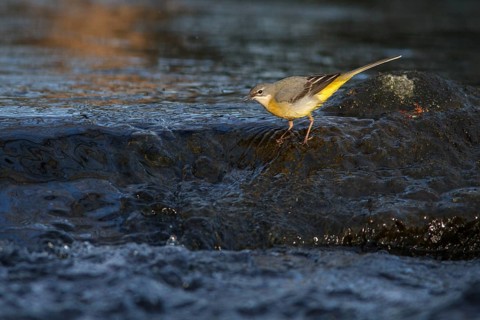 Grey Wagtail (motacilla cinerea), feeding on river, Galcia, Spain