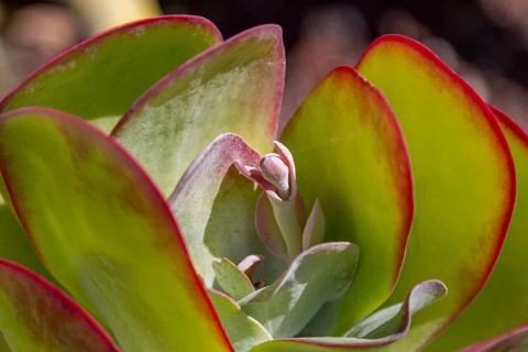 Close-up of a succulent plant with red edges on the green leaves, Aeonium, Fuerteventura, Canary