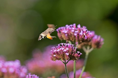 Butterfly, pigeon tail (Macroglossum stellatarum), also known as hummingbird butterfly or