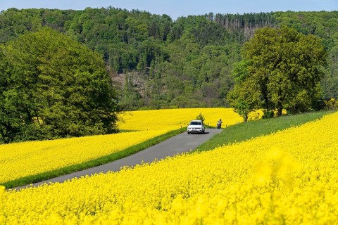 Car on a small country road through rape fields in full bloom, spring in the Elfringhauser Schweiz,