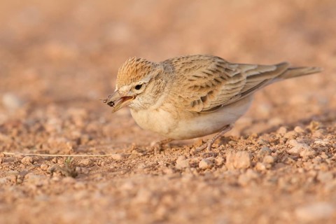 Greater Short-toed Lark (Calandrella brachydactyla), Morocco