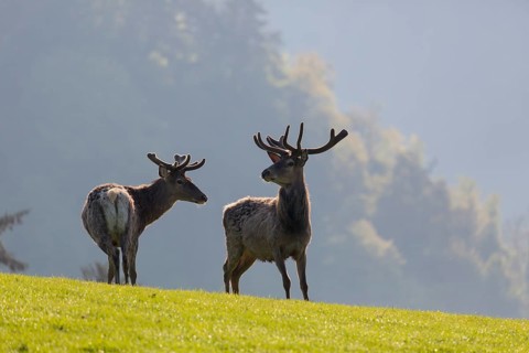 2 Red Deer stags, Cervus elaphus, early morning, backlight, 2 male. Fog in background
