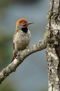Guatemalan Flicker (Colaptes auratus mexicanoides) perched on a branch in Guatemala in Central