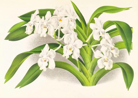 Orchid, Vanda denisoniana, authentic reproduction of an illustration by Jean Jules Linden (1817 -