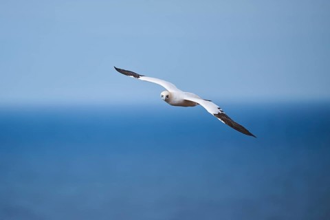 Northern gannet (Morus bassanus) flying over the sea, wildlife, Helgoland, Germany