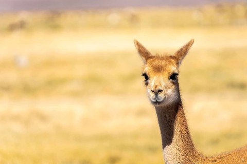 A vicuna gazes curiously in the golden landscape of the Andean Highlands, La Puna, Argentina. This