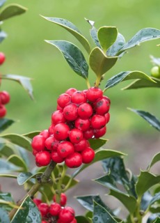 Holly (Ilex aquifolium 'Alaska')