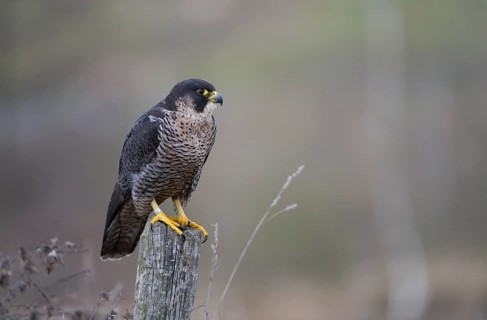 Peregrine Falcon (Falco peregrinus) female, Saxony, Germany