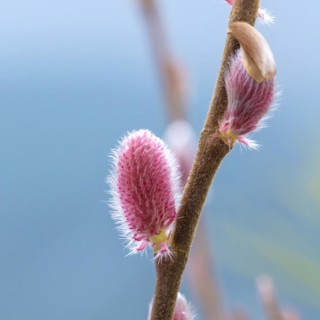 Red pussy willow (Salix gracilistyla 'Mt. Aso'), BS Sämann, Bautzen, Saxony, Germany