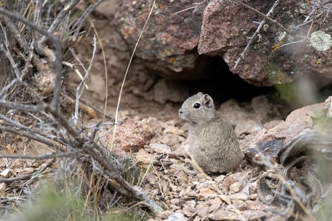 Southern Mountain Cavy (Microcavia australis), juvenile, sitting at the entrance of a burrow