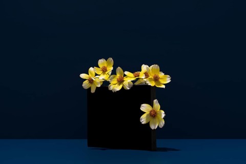 Yellow Bidens aurea flowers, also known as Aceitilla, beautifully contrast against a dark blue