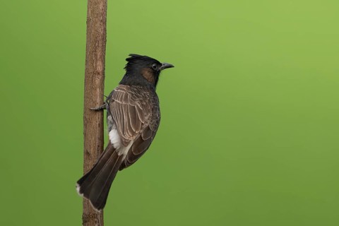 A Red-vented Bulbul (Pycnonotus cafer), Sreepur, Gazipur, Bangladesh