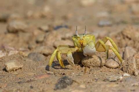 Horned ghost crab, beach, mudflat, horned eye sand crab, Indo-Pacific riding crab, Geisetr crab,