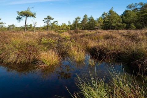 High moor Black Moor, blue sky and white clouds, near Fladungen, Bavarian Rhön Biosphere Reserve,