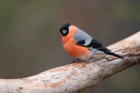 Eurasian bullfinch (Pyrrhula pyrrhula) adult male bird on a tree branch, Finland