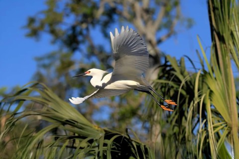 Great Egret (Egretta thula), adult, flying, St. Augustine, Florida, North America, USA
