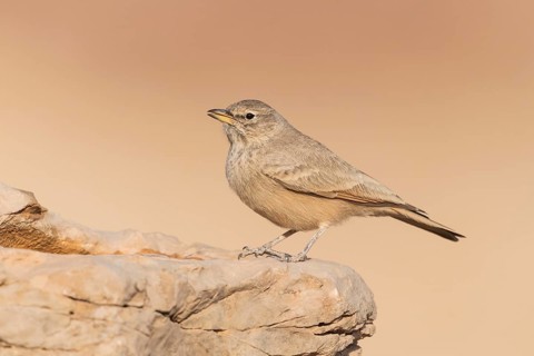 Desert Lark (Ammomanes deserti payni) perched on a rock, Eilat, Israel