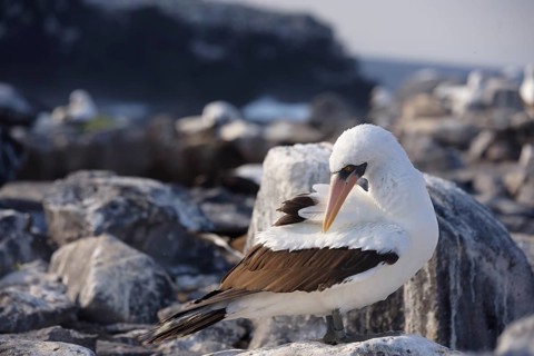 Close-up of a Nazca booby, a seabird endemic to the Galapagos Islands, preening itself on the rocky