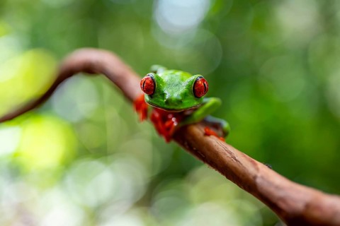 Red-eyed tree frog (Agalychnis callidryas), sitting on a branch, Heredia province, Costa Rica