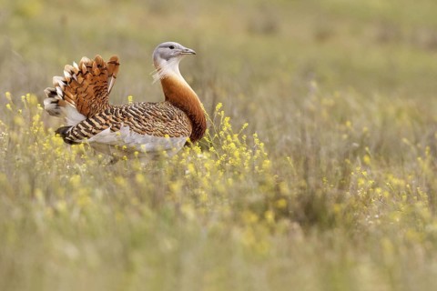 Great Bustard (Otis tarda), Castile, Spain
