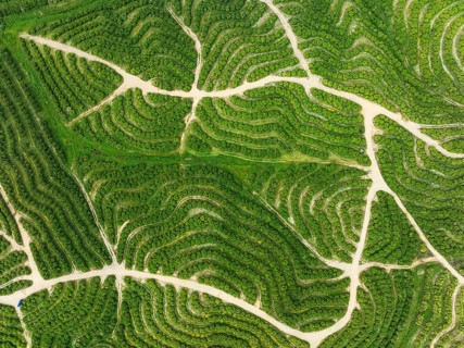 Cultivated orange trees (Citrus sinensis) and network of agricultural roads. Aerial view. Drone
