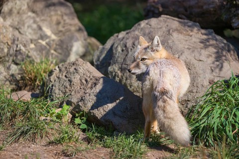 One corsac fox (Vulpes corsac) standing in front of some rocks